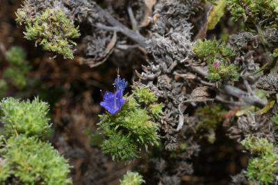 <i>Echium vulgare</i>