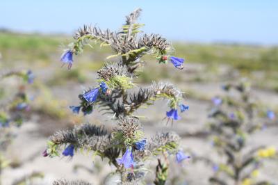 <i>Echium vulgare</i>