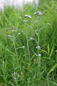 <i>Achillea ptarmica</i>