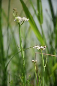 <i>Oenanthe fistulosa</i>