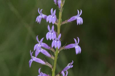 <i>Lobelia urens</i>