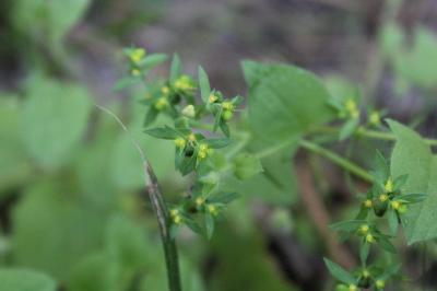 <i>Euphorbia exigua</i>