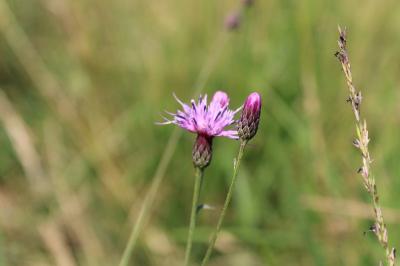<i>Serratula tinctoria</i>