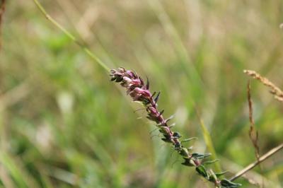 <i>Odontites vernus</i>