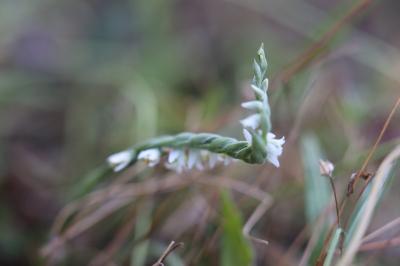 <i>Spiranthes spiralis</i>