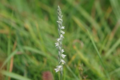 <i>Spiranthes spiralis</i>