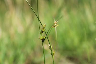 <i>Juncus tenuis</i>