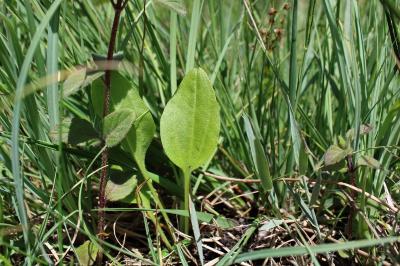 <i>Alisma plantago-aquatica</i>