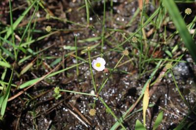 <i>Baldellia ranunculoides</i>