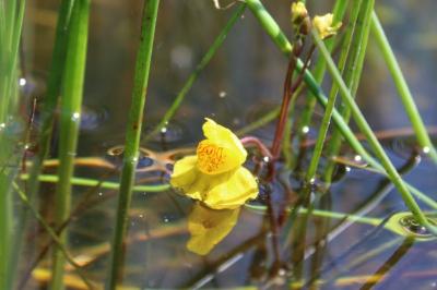 <i>Utricularia neglecta</i>