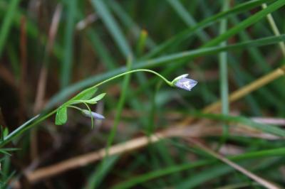 <i>Polygala serpyllifolia</i>