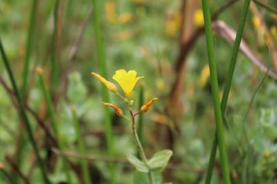 <i>Hypericum elodes</i>