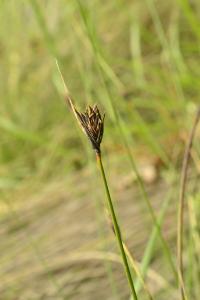 <i>Schoenus nigricans</i>