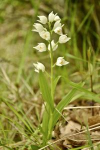 <i>Cephalanthera longifolia</i>