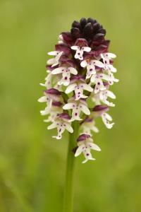 <i>Neotinea ustulata</i>