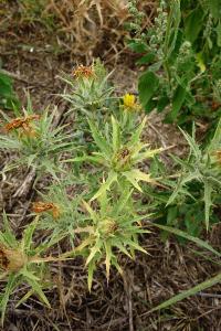 <i>Carthamus lanatus</i>