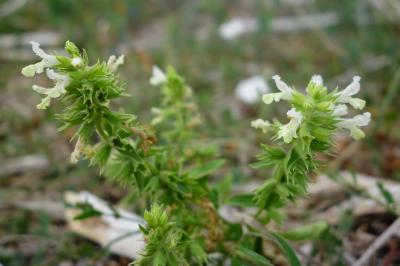 <i>Stachys annua</i>