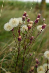 <i>Erigeron acris</i>