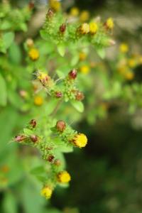 <i>Inula conyzae</i>