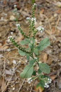 <i>Heliotropium europaeum</i>