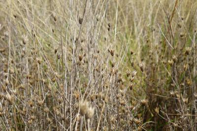 <i>Xeranthemum cylindraceum</i>