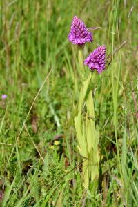 <i>Anacamptis pyramidalis</i>