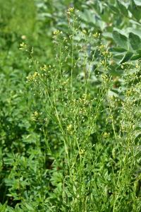 <i>Camelina sativa</i>