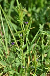 <i>Legousia hybrida</i>