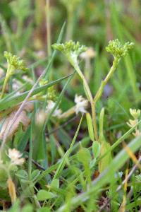 <i>Valerianella eriocarpa</i>