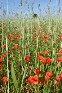 <i>Papaver rhoeas</i>