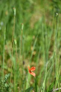 <i>Papaver dubium</i>