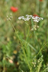 <i>Bifora radians</i>
