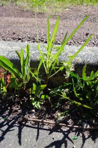<i>Lactuca saligna</i>