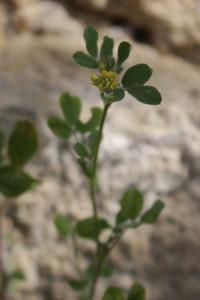 <i>Medicago minima</i>