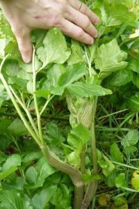 <i>Smyrnium olusatrum</i>
