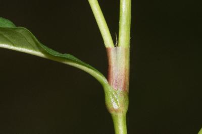<i>Persicaria hydropiper</i>