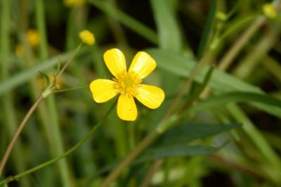 <i>Ranunculus flammula</i>