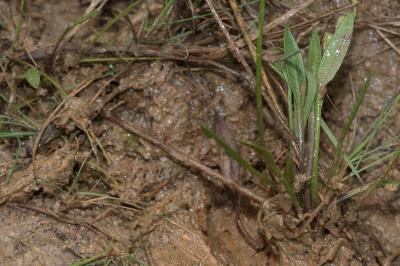 <i>Baldellia repens</i>
