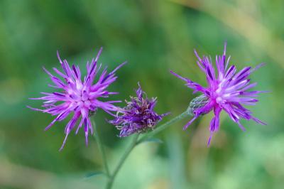 <i>Serratula tinctoria</i>