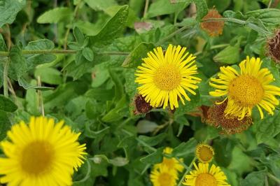 <i>Pulicaria dysenterica</i>