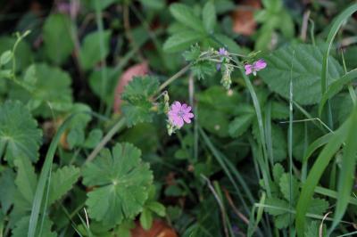 <i>Geranium pyrenaicum</i>