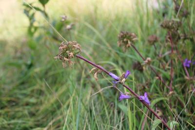 <i>Campanula glomerata</i>
