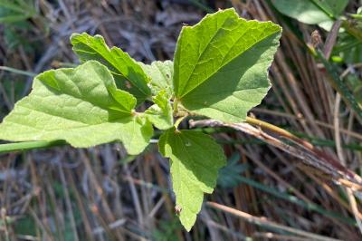 <i>Althaea officinalis</i>