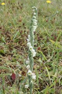 <i>Spiranthes spiralis</i>