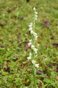 <i>Spiranthes spiralis</i>