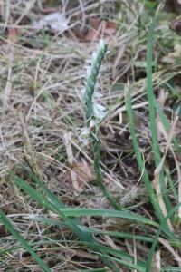 <i>Spiranthes spiralis</i>