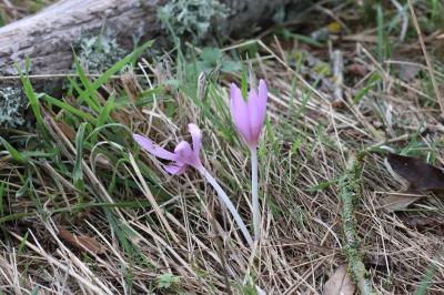<i>Colchicum autumnale</i>