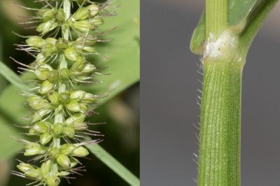 <i>Setaria verticillata</i>