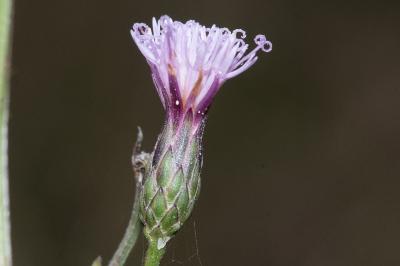<i>Serratula tinctoria</i>