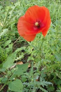 <i>Papaver rhoeas</i>